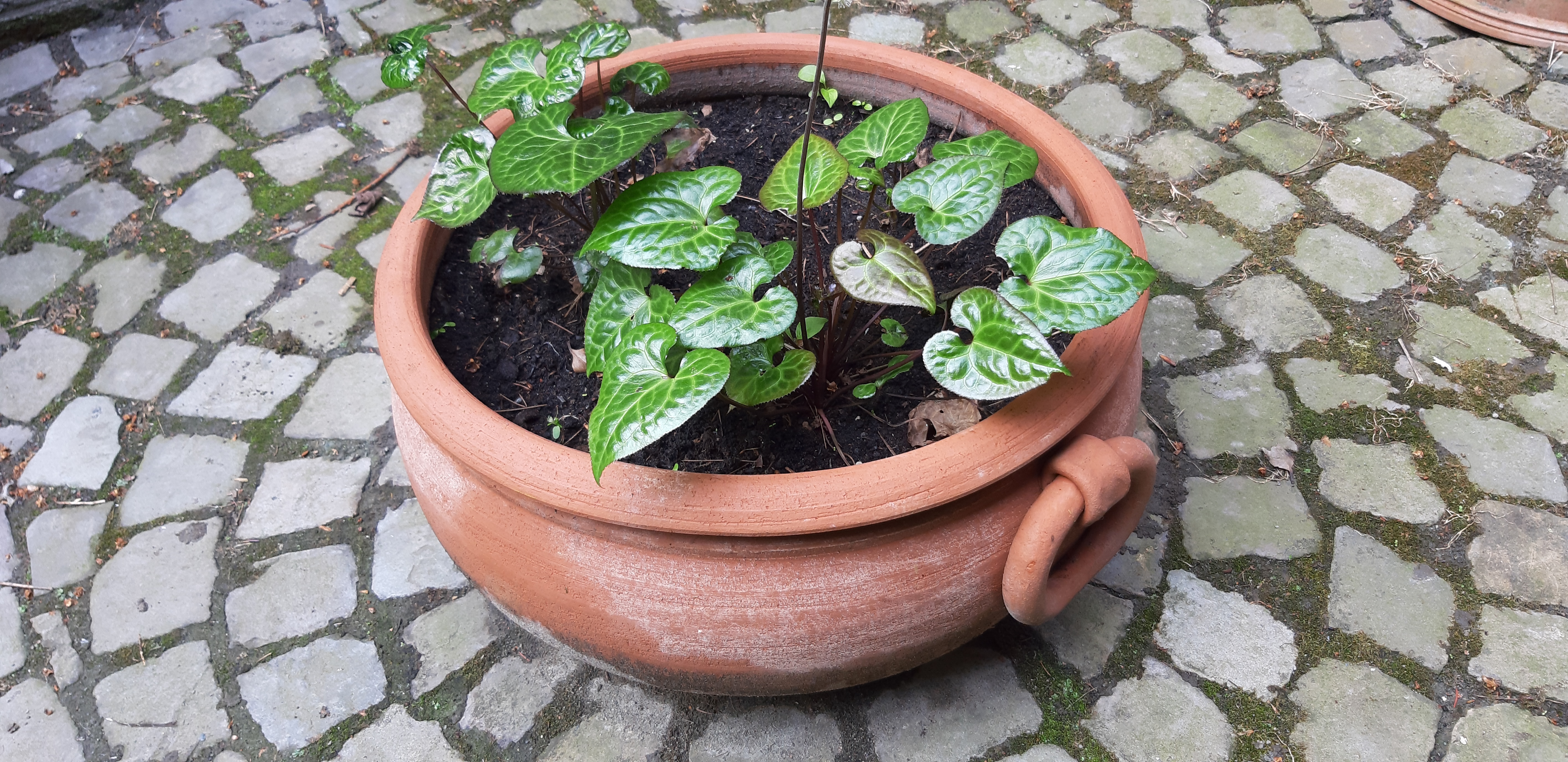 Terracotta pot 1